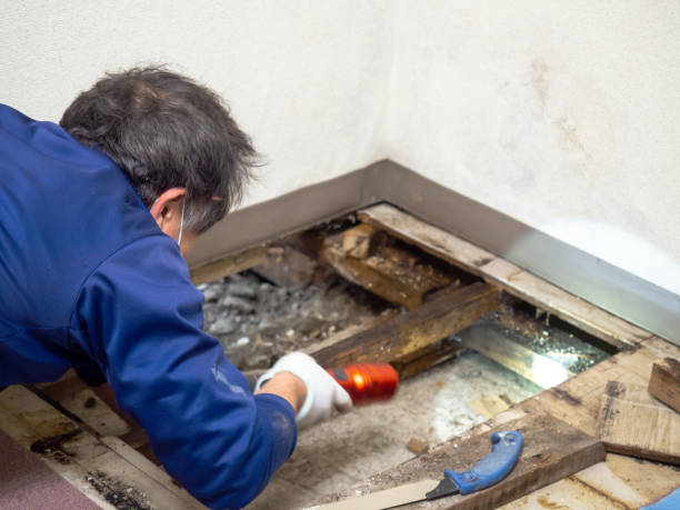 Professional Mold Removal in Saxapahaw, NC