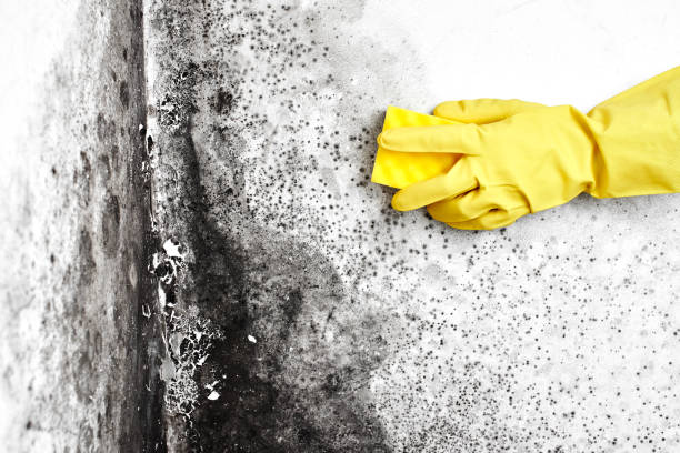 Best Mold Testing and Removal  in Saxapahaw, NC