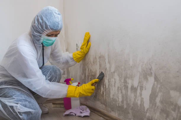 Best Affordable Mold Removal  in Saxapahaw, NC