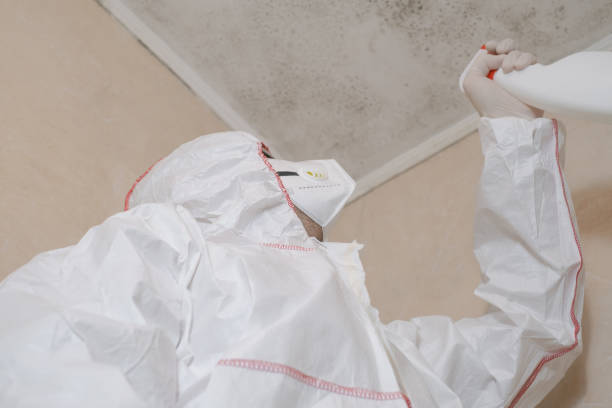 Best Black Mold Removal  in Saxapahaw, NC