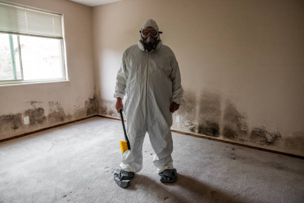 Best Local Mold Removal Service  in Saxapahaw, NC