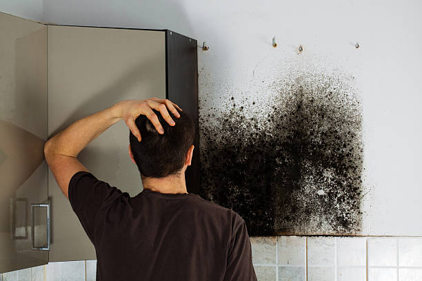 Best Best Mold Removal Companies  in Saxapahaw, NC