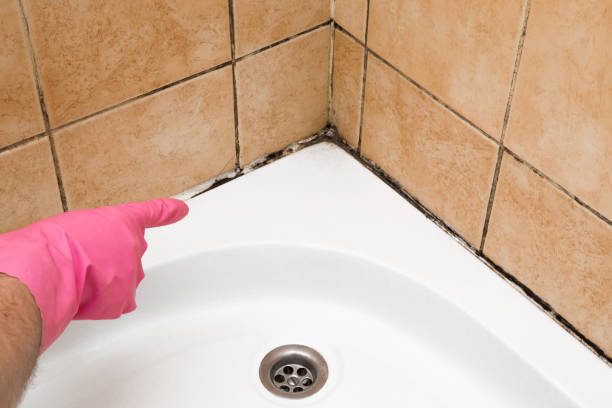 Best Commercial Mold Removal  in Saxapahaw, NC