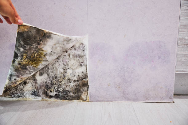 Best Home Mold Removal  in Saxapahaw, NC